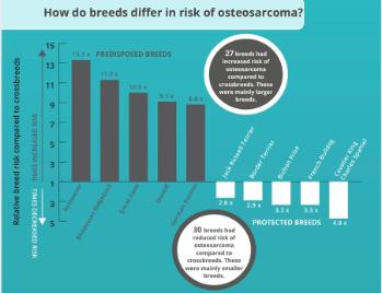 Excerpt from a VetCompass infographic quantifying dog breed risk of osteosarcoma 